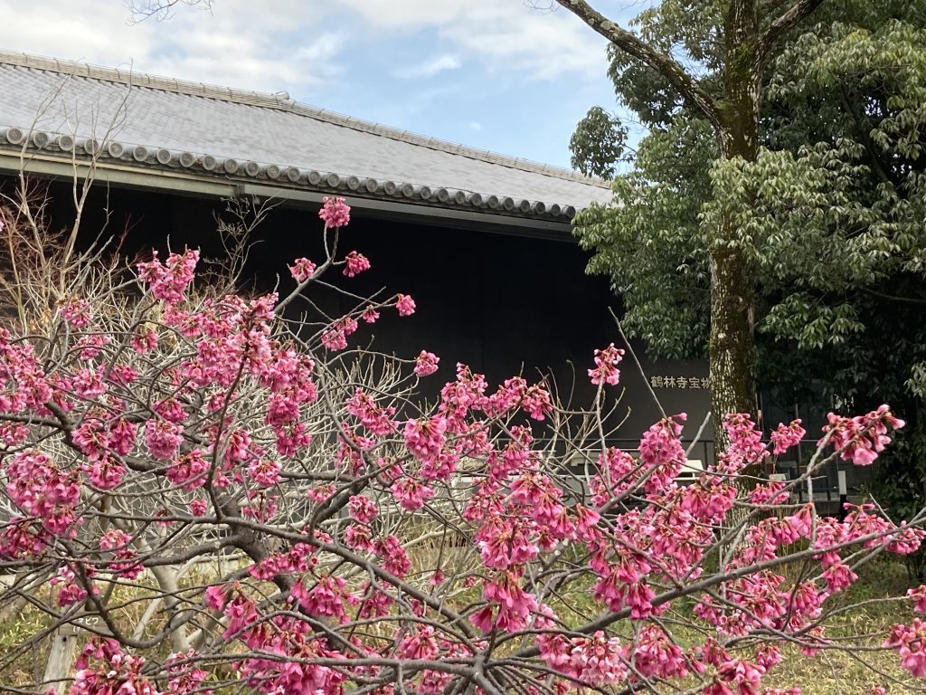 鶴林寺・宝物館前 池のほとりには梅の花